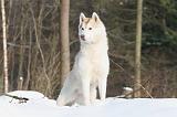 SIBERIAN HUSKY 170